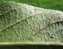 Malus domestica - Lower surface of leaf, close-up - Click to enlarge!