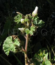 Malva neglecta - Inflorescence, side view - Click to enlarge!