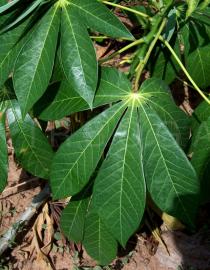 Manihot esculenta - Leaf - Click to enlarge!