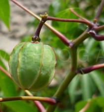 Manihot esculenta - Fruit - Click to enlarge!