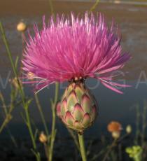 Mantisalca salmantica - Flower, side view - Click to enlarge!