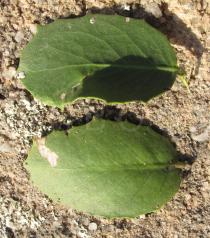 Maytenus rigida - Upper and lower surface of leaves - Click to enlarge!
