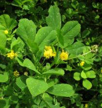 Medicago polymorpha - Foliage and flowers - Click to enlarge!