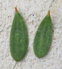 Melaleuca nesophila - Upper and lower surface of leaf - Click to enlarge!