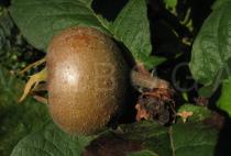Mespilus germanica - Fruit, close up - Click to enlarge!