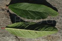 Mespilus germanica - Upper and lower surface of leaf - Click to enlarge!