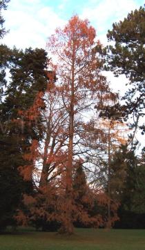 Metasequoia glyptostroboides - Habit - Click to enlarge!