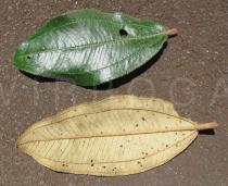 Miconia ferruginata - Upper and lower surface of leaf - Click to enlarge!