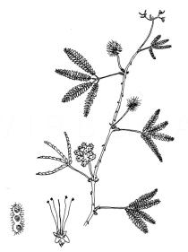 Mimosa pudica - Click to enlarge!