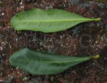 Morella faya - Upper and lower side of leaf - Click to enlarge!