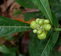Morinda angustifolia - Fruit - Click to enlarge!