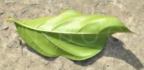 Morinda citrifolia - Lower surface of leaf - Click to enlarge!