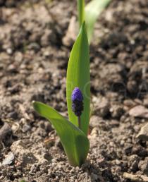 Muscari latifolium - Habit - Click to enlarge!