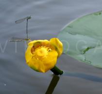 Nuphar lutea - Flower - Click to enlarge!