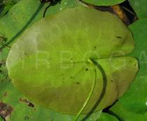 Nymphoides peltata - Lower surface of leaf - Click to enlarge!