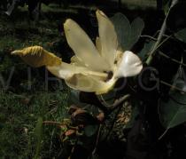 Ochroma pyramidale - Flower - Click to enlarge!