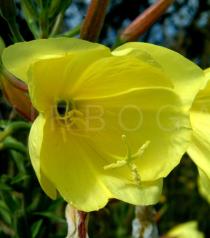 Oenothera glazioviana - Flowers close-up - Click to enlarge!