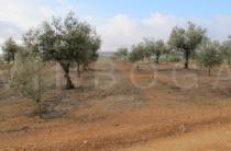 Olea europaea - Old plantation recently equipped with irrigation and interplanted with young trees - Click to enlarge!
