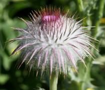 Onopordum cyprium - Flower head bud - Click to enlarge!