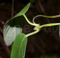 Paederia foetida - Stipules - Click to enlarge!