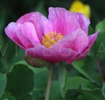 Paeonia daurica - Flower, side view - Click to enlarge!