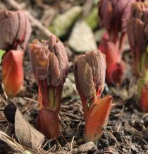 Paeonia daurica - Emerging foliage - Click to enlarge!