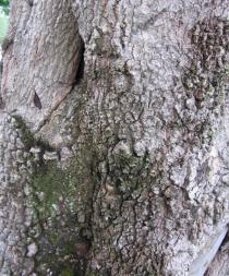 Parinari curatellifolia - Bark - Click to enlarge!
