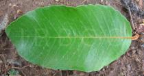 Parinari curatellifolia - Upper surface of leaf - Click to enlarge!