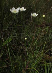 Parnassia palustris - Habit - Click to enlarge!