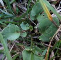 Parnassia palustris - Foliage - Click to enlarge!