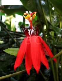 Passiflora coccinea - Flower - Click to enlarge!