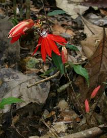 Passiflora coccinea - Flower and flower buds - Click to enlarge!