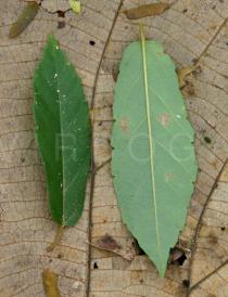 Passiflora coccinea - Upper and lower surface of leaf - Click to enlarge!