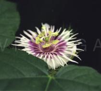 Passiflora foetida - Flower side view - Click to enlarge!