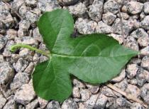 Passiflora foetida - Upper surface of leaf - Click to enlarge!