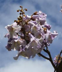 Paulownia tomentosa - Inflorescence - Click to enlarge!