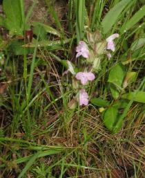 Pedicularis sylvatica - Habit - Click to enlarge!