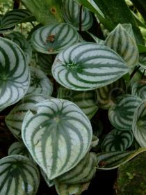 Peperomia argyreia - Leaves - Click to enlarge!