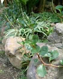 Peperomia obtusifolia - Habit - Click to enlarge!
