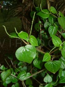 Peperomia pellucida - Branch - Click to enlarge!