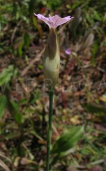 Petrorhagia dubia - Flower, side view - Click to enlarge!