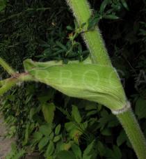 Peucedanum ostruthium - Leaf base - Click to enlarge!