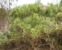 Phillyrea angustifolia - Habit - Click to enlarge!