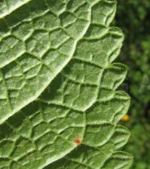 Phlomis tuberosa - Lower surface of leaf close-up - Click to enlarge!