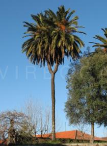 Phoenix canariensis - A rare case of <i>P. canariensis</i> with a bifurcated trunk, probably due to injured growing point - Click to enlarge!