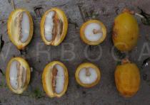 Phoenix canariensis - Fruits, whole and in cross section - Click to enlarge!
