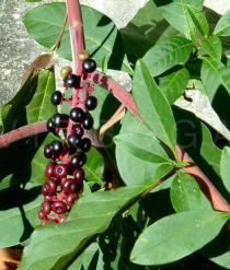 Phytolacca americana - Ripe fruits - Click to enlarge!