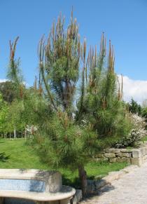 Pinus pinaster - Young tree - Click to enlarge!