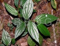 Piper polysyphonum - Foliage - Click to enlarge!