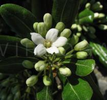 Pittosporum tobira - Flower - Click to enlarge!